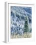 Aspen Trees, Mt Spokane State Park, Washington, USA-Charles Gurche-Framed Photographic Print