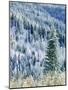 Aspen Trees, Mt Spokane State Park, Washington, USA-Charles Gurche-Mounted Photographic Print