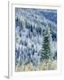 Aspen Trees, Mt Spokane State Park, Washington, USA-Charles Gurche-Framed Photographic Print