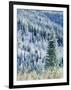 Aspen Trees, Mt Spokane State Park, Washington, USA-Charles Gurche-Framed Photographic Print