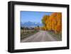 Aspen Trees near Telluride CO-null-Framed Art Print