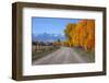 Aspen Trees near Telluride CO-null-Framed Art Print