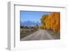 Aspen Trees near Telluride CO-null-Framed Art Print