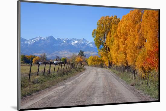 Aspen Trees near Telluride CO-null-Mounted Art Print