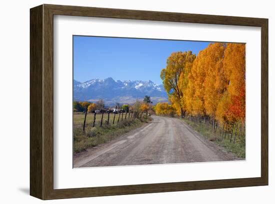 Aspen Trees near Telluride CO-null-Framed Art Print