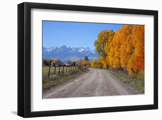 Aspen Trees near Telluride CO-null-Framed Art Print