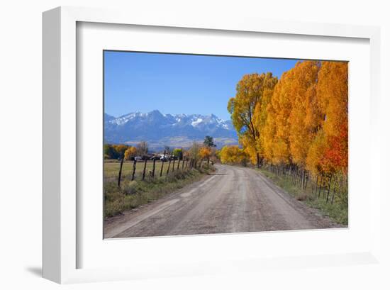 Aspen Trees near Telluride CO-null-Framed Art Print