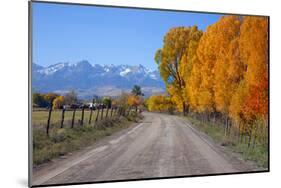 Aspen Trees near Telluride CO-null-Mounted Art Print