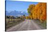 Aspen Trees near Telluride CO-null-Stretched Canvas