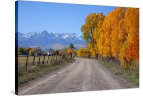 Aspen Trees near Telluride CO-null-Stretched Canvas