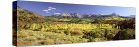 Aspen Trees on a Landscape, Sneffels Range, Colorado, USA-null-Stretched Canvas