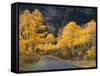 Aspen Trees on the Slopes of Mt. Timpanogos, Wasatch-Cache National Forest, Utah, USA-Scott T^ Smith-Framed Stretched Canvas