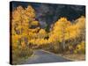 Aspen Trees on the Slopes of Mt. Timpanogos, Wasatch-Cache National Forest, Utah, USA-Scott T^ Smith-Stretched Canvas