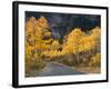 Aspen Trees on the Slopes of Mt. Timpanogos, Wasatch-Cache National Forest, Utah, USA-Scott T^ Smith-Framed Photographic Print
