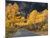 Aspen Trees on the Slopes of Mt. Timpanogos, Wasatch-Cache National Forest, Utah, USA-Scott T^ Smith-Mounted Photographic Print