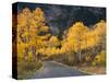 Aspen Trees on the Slopes of Mt. Timpanogos, Wasatch-Cache National Forest, Utah, USA-Scott T^ Smith-Stretched Canvas