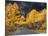 Aspen Trees on the Slopes of Mt. Timpanogos, Wasatch-Cache National Forest, Utah, USA-Scott T^ Smith-Stretched Canvas