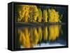 Aspen trees, Patterson Lake, Methow Valley, Washington, USA-Charles Gurche-Framed Stretched Canvas