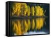Aspen trees, Patterson Lake, Methow Valley, Washington, USA-Charles Gurche-Framed Stretched Canvas