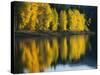 Aspen trees, Patterson Lake, Methow Valley, Washington, USA-Charles Gurche-Stretched Canvas