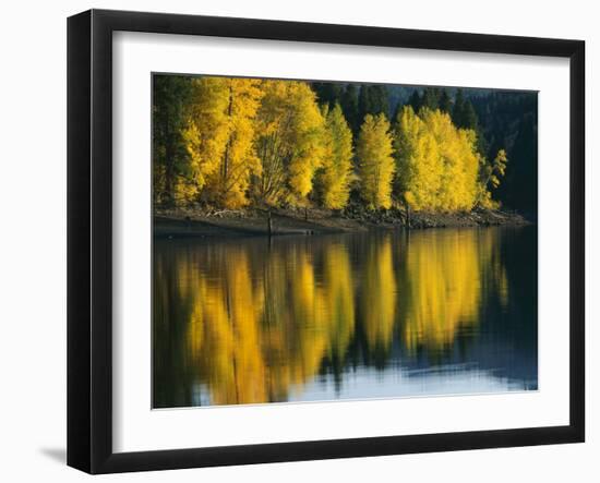 Aspen trees, Patterson Lake, Methow Valley, Washington, USA-Charles Gurche-Framed Premium Photographic Print