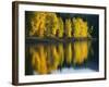 Aspen trees, Patterson Lake, Methow Valley, Washington, USA-Charles Gurche-Framed Photographic Print