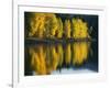 Aspen trees, Patterson Lake, Methow Valley, Washington, USA-Charles Gurche-Framed Photographic Print