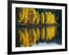 Aspen trees, Patterson Lake, Methow Valley, Washington, USA-Charles Gurche-Framed Photographic Print