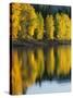 Aspen trees, Patterson Lake, Methow Valley, Washington, USA-Charles Gurche-Stretched Canvas