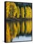 Aspen trees, Patterson Lake, Methow Valley, Washington, USA-Charles Gurche-Framed Stretched Canvas