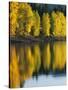 Aspen trees, Patterson Lake, Methow Valley, Washington, USA-Charles Gurche-Stretched Canvas