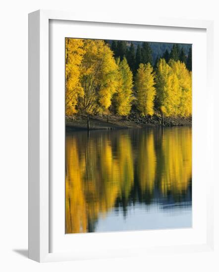 Aspen trees, Patterson Lake, Methow Valley, Washington, USA-Charles Gurche-Framed Photographic Print
