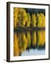 Aspen trees, Patterson Lake, Methow Valley, Washington, USA-Charles Gurche-Framed Photographic Print