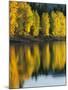 Aspen trees, Patterson Lake, Methow Valley, Washington, USA-Charles Gurche-Mounted Photographic Print