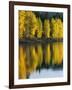 Aspen trees, Patterson Lake, Methow Valley, Washington, USA-Charles Gurche-Framed Photographic Print