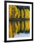 Aspen trees, Patterson Lake, Methow Valley, Washington, USA-Charles Gurche-Framed Photographic Print