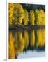 Aspen trees, Patterson Lake, Methow Valley, Washington, USA-Charles Gurche-Framed Photographic Print