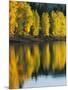 Aspen trees, Patterson Lake, Methow Valley, Washington, USA-Charles Gurche-Mounted Photographic Print