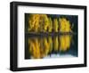 Aspen trees, Patterson Lake, Methow Valley, Washington, USA-Charles Gurche-Framed Photographic Print