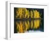 Aspen trees, Patterson Lake, Methow Valley, Washington, USA-Charles Gurche-Framed Photographic Print