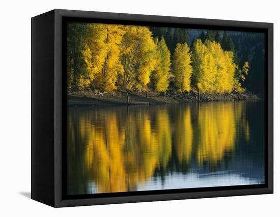 Aspen trees, Patterson Lake, Methow Valley, Washington, USA-Charles Gurche-Framed Stretched Canvas