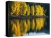 Aspen trees, Patterson Lake, Methow Valley, Washington, USA-Charles Gurche-Stretched Canvas