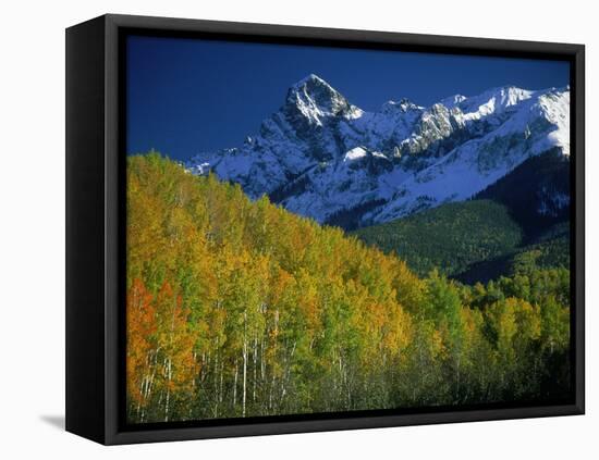 Aspen Trees, San Juan Mts, Colorado-David Carriere-Framed Stretched Canvas