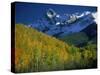 Aspen Trees, San Juan Mts, Colorado-David Carriere-Stretched Canvas