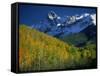 Aspen Trees, San Juan Mts, Colorado-David Carriere-Framed Stretched Canvas