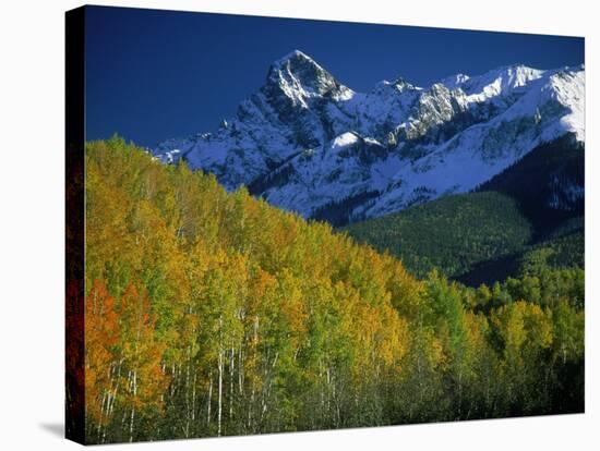 Aspen Trees, San Juan Mts, Colorado-David Carriere-Stretched Canvas