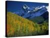 Aspen Trees, San Juan Mts, Colorado-David Carriere-Stretched Canvas