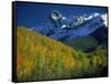 Aspen Trees, San Juan Mts, Colorado-David Carriere-Framed Stretched Canvas