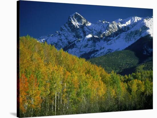 Aspen Trees, San Juan Mts, Colorado-David Carriere-Stretched Canvas