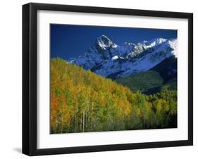 Aspen Trees, San Juan Mts, Colorado-David Carriere-Framed Premium Photographic Print